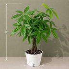 Mini Money Tree Live Plant for Home Decor - Small Money Tree Plant Indoor Houseplant, Small Gift Indoor Plants, Plants Live Houseplants - 4 Inch Pot