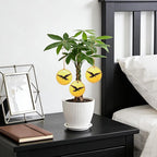 Money Tree Live Plants, Easy to Grow Indoor Houseplants in 4-Inch White Plastic Pot, with Decorative Card C