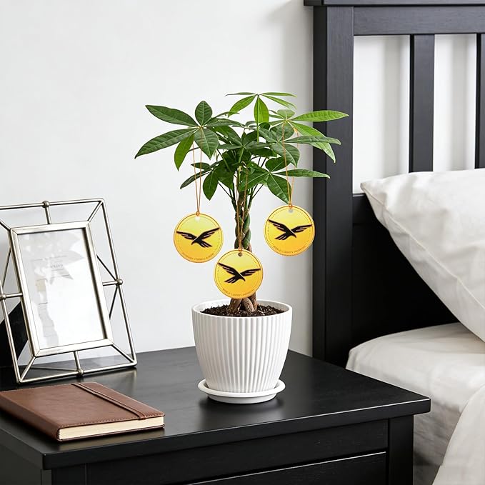 Money Tree Live Plants, Easy to Grow Indoor Houseplants in 4-Inch White Plastic Pot, with Decorative Card C