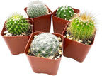Sprout N Green Live Cactus Plants, 30 Pack Assorted Real Cacti Potted in 2" Starter Pot with Soil Mix, Rare Small Indoor House Plants for Home Garden Wedding Decor Party Favor