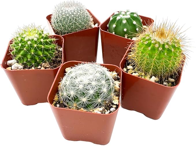 Sprout N Green Live Cactus Plants, 10 Pack Assorted Real Cacti Potted in 2" Starter Pot with Soil Mix, Rare Small Indoor House Plants for Home Garden Wedding Decor Party Favor