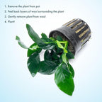 SubstrateSource Anubias Live Aquarium Plants - Potted Freshwater Plant for Fish Tanks, Terrariums - Beginner Friendly Low Light (Barteri, 1 Pot)