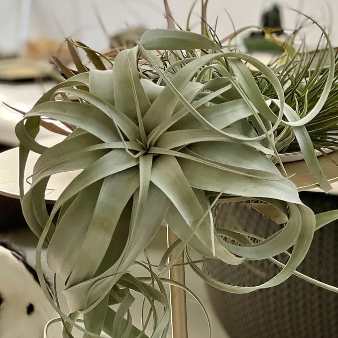 ragnaroc Live Air Plant - Tillandsia Xerographica, Jumbo 6-9” - 2 ct - Ideal for Gifts & Presents, Live Indoor Plants & Live House-Plants – Live Plants for Home décor