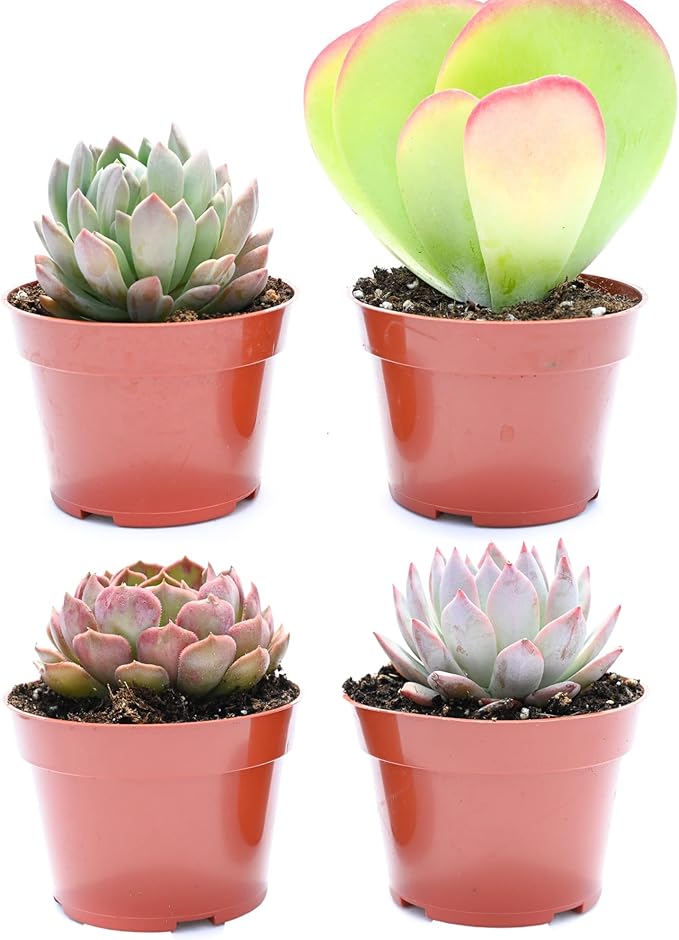 Large Colorful Outdoor Succulents - Assorted 4 Inch - Live Outdoor Succulent Plants - Large Fully Rooted Live Succulents (4)