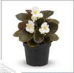 Live Begonia - Dark Leaf Assorted (4 Per Pack), Beautiful Shade Annual, Ships 8" Tall by 4" Wide in 1 Pt Pot