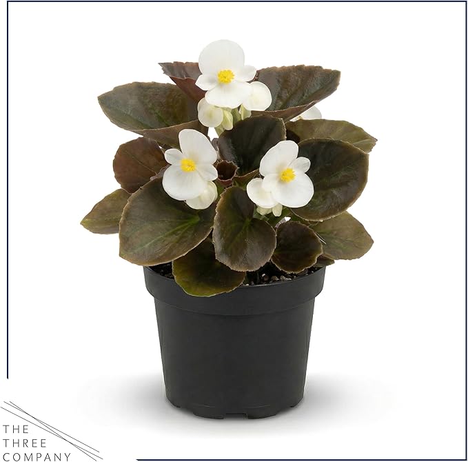 Live Begonia - Dark Leaf Assorted (4 Per Pack), Beautiful Shade Annual, Ships 8" Tall by 4" Wide in 1 Pt Pot