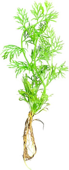 x1 Water Sprite Lace Leaf Live Aquarium Plant