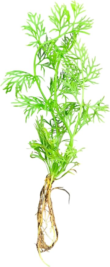 x1 Water Sprite Lace Leaf Live Aquarium Plant