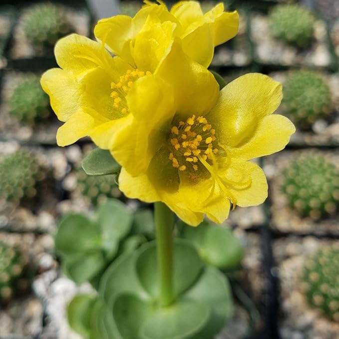 Planet Desert Portulaca molokiniensis Cacti Cactus Succulent Real Live Plant