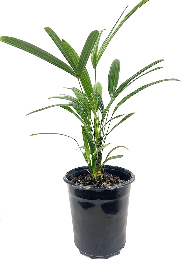 Lady Palm - 3 Live Plants in 6 Inch Growers Pots - Rhapis Excelsa - Beautiful Clean Air Indoor Outdoor Houseplant