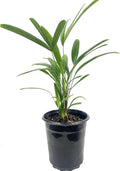 Lady Palm - 3 Live Plants in 6 Inch Growers Pots - Rhapis Excelsa - Beautiful Clean Air Indoor Outdoor Houseplant