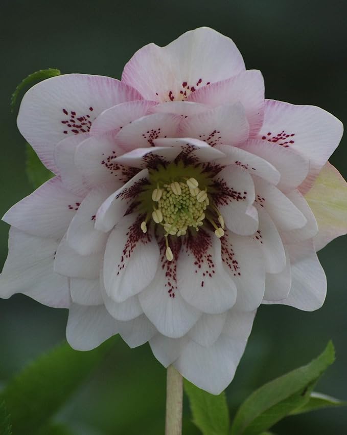 Perennial Farm Marketplace Helleborus x W.J. 'Cotton Candy' (Lenten Rose) Perennial, 1 Quart, Pink Flowers
