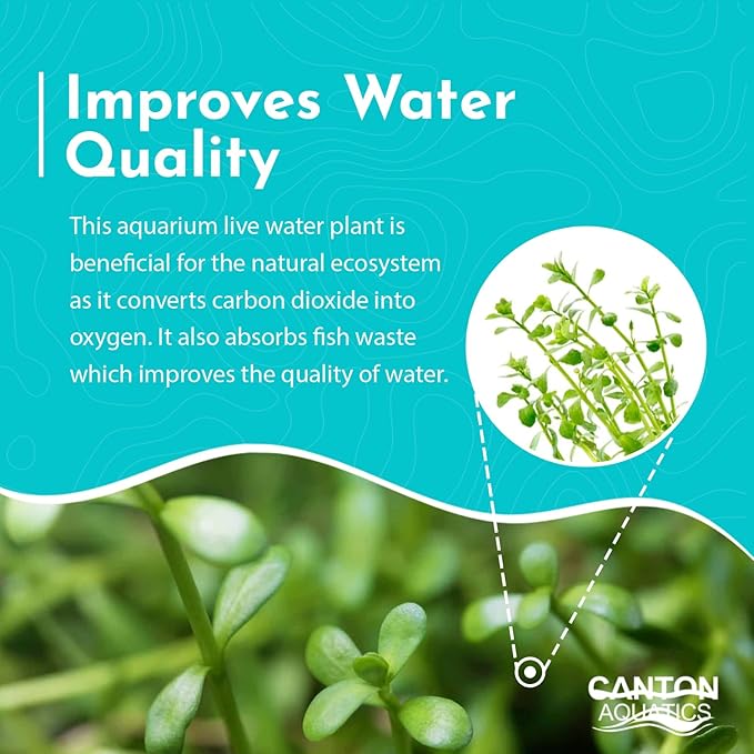 Live Aquarium Moneywort Bacopa (Monnieri) Plants - Long Lasting & Easy to Maintain - Removing Excess Nitrates - Promote High Water Quality - Stunning Appearance - Bunch