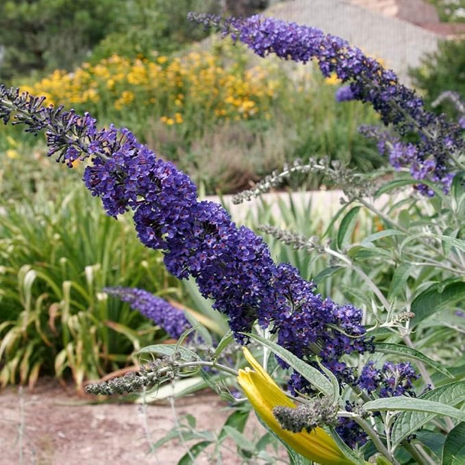 Brighter Blooms - Black Knight Butterfly Bush, 1 Gallon - No Shipping to AK, AZ, HI, OR, WA