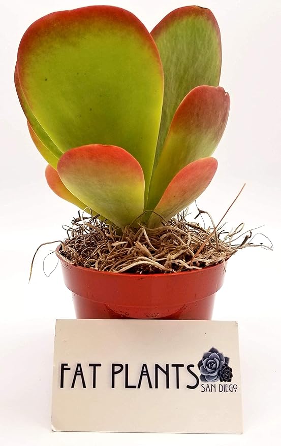 Kalanchoe Paddle Plant - Unique Flapjack Succulent with Vibrant Foliage - Drought-Tolerant Indoor/Outdoor Beauty for Your Home or Garden