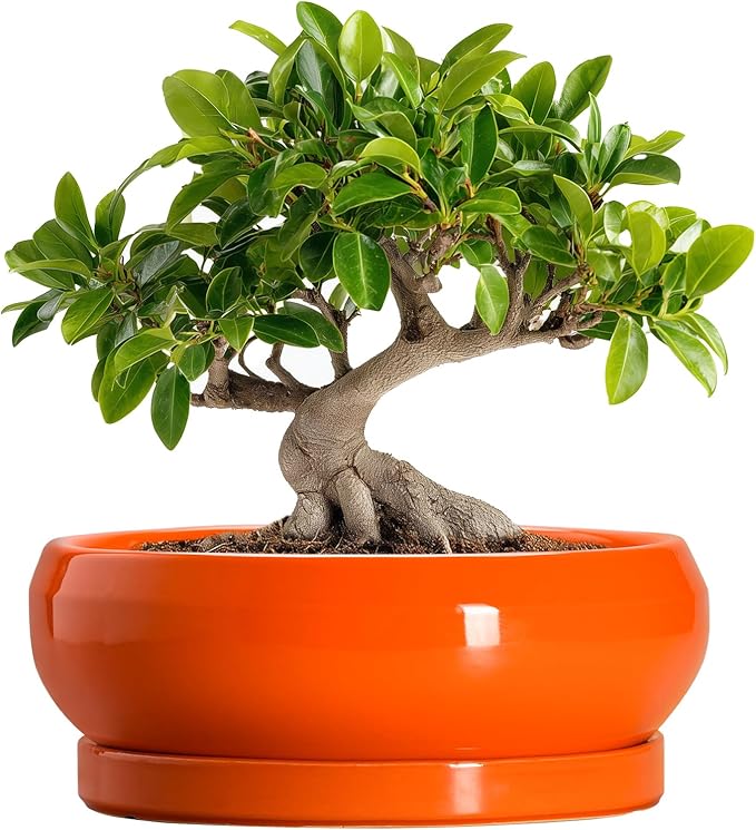 Bonsai Tree Pots - 10 Inch Ceramic Pots for Succulent Indoor Outdoor, Bonsai Pot with Drainage Hole and Tray, Round Planter Bowl, Shallow Planter, Home Decor, Housewarming Gift, Orange