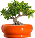 Bonsai Tree Pots - 10 Inch Ceramic Pots for Succulent Indoor Outdoor, Bonsai Pot with Drainage Hole and Tray, Round Planter Bowl, Shallow Planter, Home Decor, Housewarming Gift, Orange