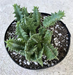 Lifesaver Cactus - Live Plant in a 4 Inch Pot - Huernia Zebrina - Rare Flowering Indoor Cactus with Red Star Bloom – Exotic, Easy-Care Houseplant for Shelf, Desk, or Windowsill
