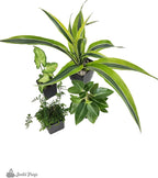 Josh's Frogs 18x18x25 Crested Gecko Vivarium Plant Kit