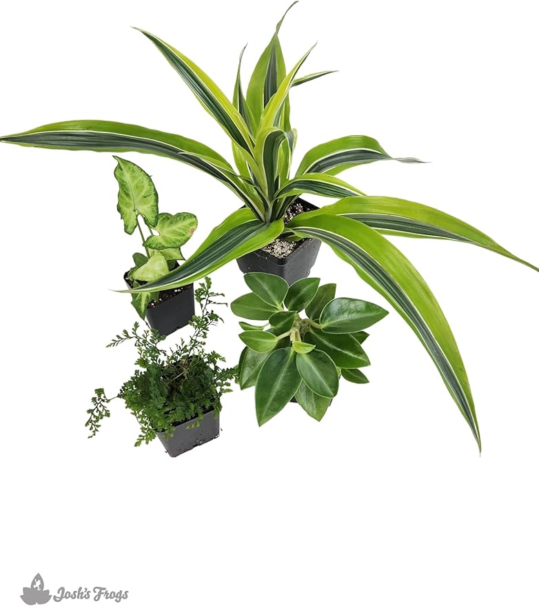 Josh's Frogs 18x18x25 Crested Gecko Vivarium Plant Kit