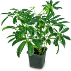 Josh's Frogs Chameleon Vivarium Plant Kit
