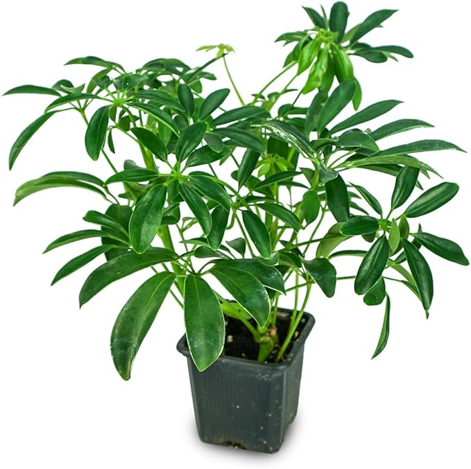 Josh's Frogs Chameleon Vivarium Plant Kit