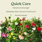 White Mandevilla Plant - Live Flowering Plant with Trellis - 18 inch Hoop, 18 inch to 20 inch Overall Height - 1 Gallon Planter - Tropical Plants of Florida (Plant Only)