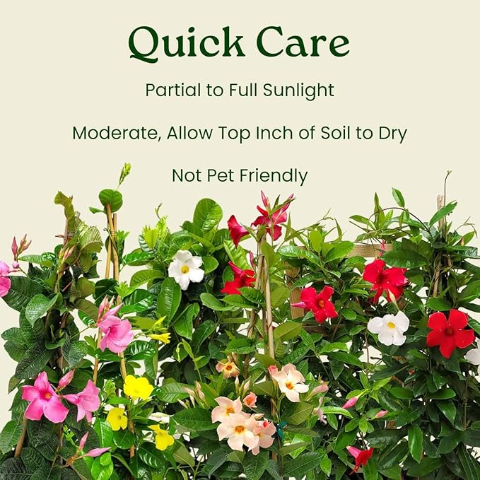 Live Mandevilla Flowering Plant - Trellis - Mixed Red Giant and White Giant - Tropical Plants of Florida - Overall Height 36" (Plant Only)