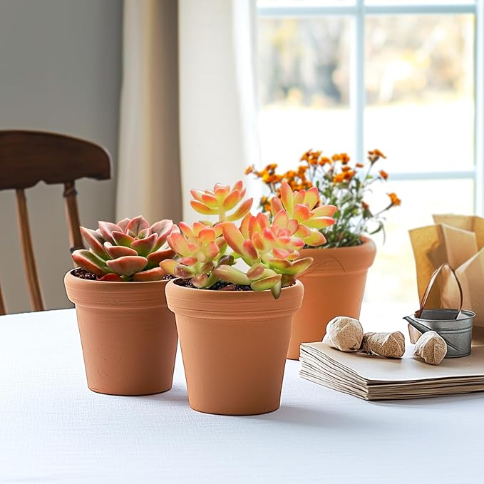Live Succulent Sedum adolphii Shooting Stars, 2 Inch Fully Rooted Potted Plant, Easy Care & Drought Tolerant, Indoor Houseplant for Home Decor