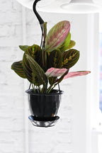 Thorsen's Greenhouse Red Prayer Plant, Live Indoor Plant, Pet Friendly, Popular Houseplant, Red Maranta, Easy to Grow, 4" Diameter Pot (Black - Hanging)