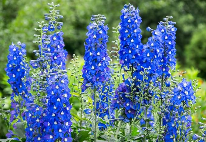 Blue Delphinium Flower Seeds - 100+ Seeds - Grow Stately Delphinium Wildflowers - Made in USA