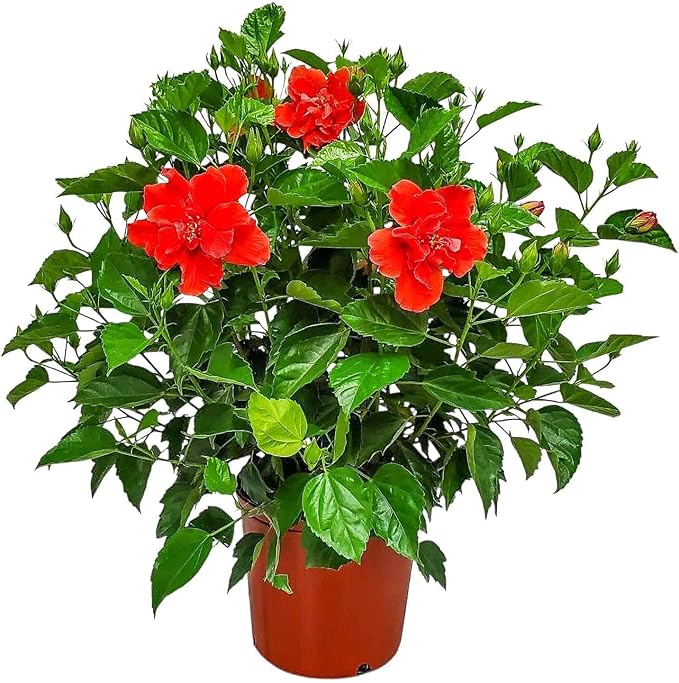 Hibiscus Plant Live - Double Red Hibiscus Bush - Flowering Plants - Red - Overall Height 26" to 28" - Tropical Plants of Florida (Plant Only)