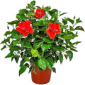 Hibiscus Plant Live - Double Red Hibiscus Bush - Flowering Plants - Red - Overall Height 26" to 28" - Tropical Plants of Florida (Plant Only)