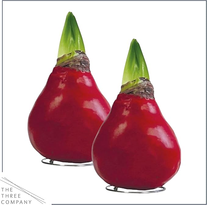 Waxed Amaryllis Bulb 2-Pack – Red Wax with Red Blooms – Live Holiday Gift Plant, Easy Care, No Watering Needed