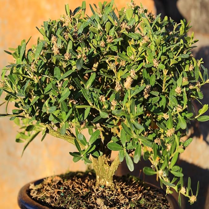 Brussel's Live Harland Boxwood Outdoor Bonsai Tree - 3 Years Old; 6" to 8" Tall with Decorative Container