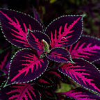 CarpetC 100+ Coleus Rainbow Seeds for Planting, Perennial Colorful Foliage Shade Plant, Plectranthus scutellarioides for Home Containers and Garden Borders