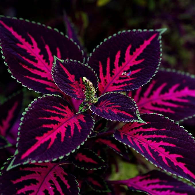 CarpetC 100+ Coleus Rainbow Seeds for Planting, Perennial Colorful Foliage Shade Plant, Plectranthus scutellarioides for Home Containers and Garden Borders