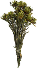 Vickerman Basil Plumosum Flower 20" Long Stem