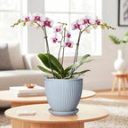 Ceramic Flower Pots, 6 Inch Plant Pot for Indoor Plants, Modern Ceramic Planter with Drainage Hole and Saucer, Small Orchid Pots, Home Decor, Gifts for Plant Lovers Women Men, Light Blue
