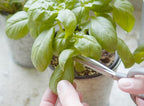Sereniseed Certified Organic Herb Seeds (10-Pack) – Non GMO, Heirloom – Seed Starting Video - Basil, Cilantro, Oregano, Thyme, Parsley, Lavender, Chives, Sage, Dill Seeds for Indoor & Outdoor Planting