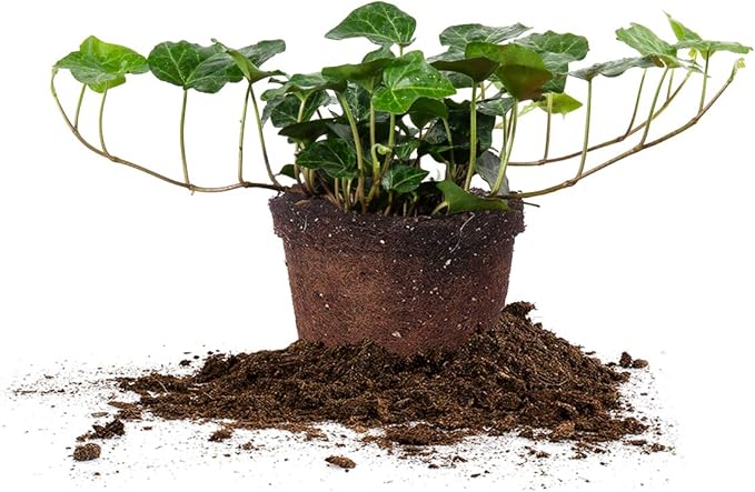 PERFECT PLANTS Green English Ivy | Hedera Helix | Easy Care Houseplant | Perfect for Moderate to Bright Light Conditions, 6 in Grower's Pot, | Air Purifying, 6in. Grower's Pot