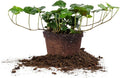 PERFECT PLANTS Green English Ivy | Hedera Helix | Easy Care Houseplant | Perfect for Moderate to Bright Light Conditions, 6 in Grower's Pot, | Air Purifying, 6in. Grower's Pot