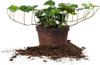 PERFECT PLANTS Green English Ivy | Hedera Helix | Easy Care Houseplant | Perfect for Moderate to Bright Light Conditions, 6 in Grower's Pot, | Air Purifying, 6in. Grower's Pot