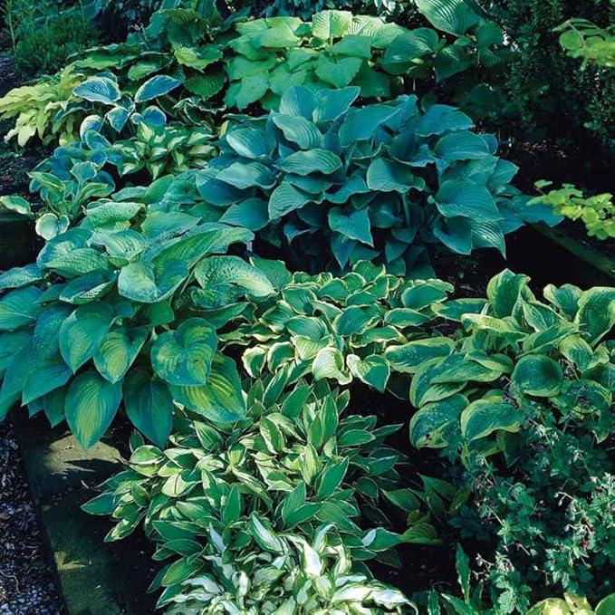 Mixed Hosta Perennials (6 Pack of Bare Roots) - Great Hardy Shade Plants