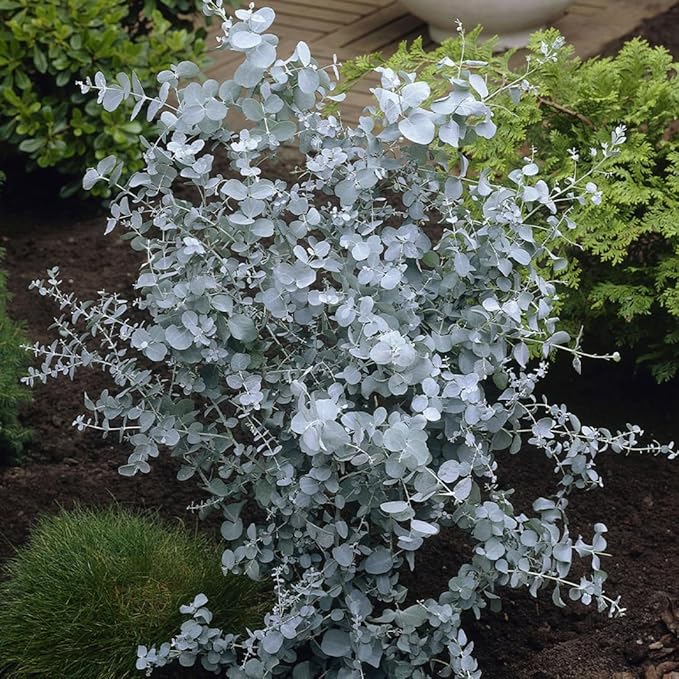 Fragrant Starter Eucalyptus Tree Plant Live, 5-8 Inches Tall, Dormant, Fragrant Leaf for Home Decor, Ready for Transplant (Silver Dollar)
