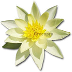 Live Aquatic Plant Yellow Nymphaea Joey Tomocik Hardy Water Lilies Tuber for Aquarium Freshwater Fish Pond by Greenpro
