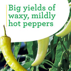 Bonnie Plants Hot Banana Pepper 19.3 oz. 4-pack, Yellow