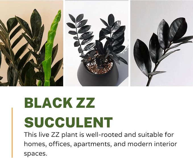 Black ZZ Plant Live, Rare Tropical ZZ Houseplant in 3'' Pot, ZZ Plant for Living Room, Office