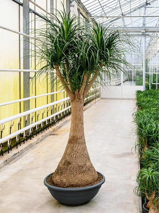 Seeds Nolina Ponytail Palm/Elephant Foot Tree/Indoor/Perennial Tree