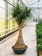 Seeds Ponytail Palm/Elephant Foot Tree/Indoor/Perennial Tree